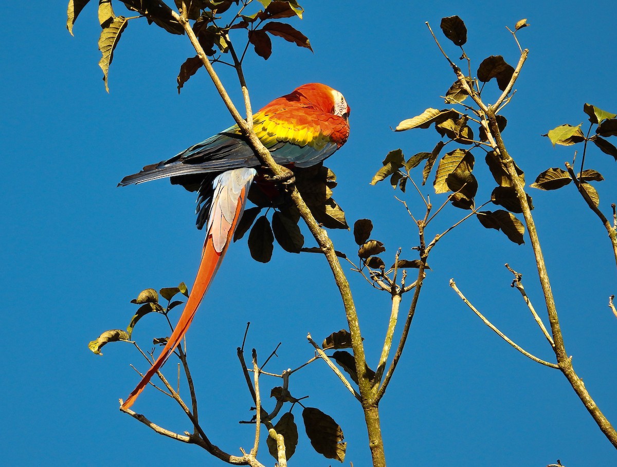Scarlet Macaw - ML638294111