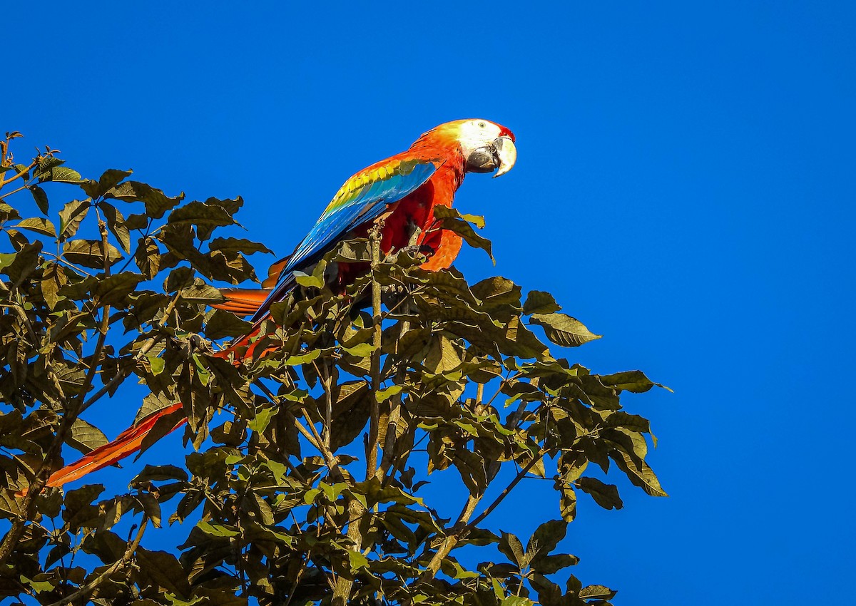 Scarlet Macaw - ML638294112