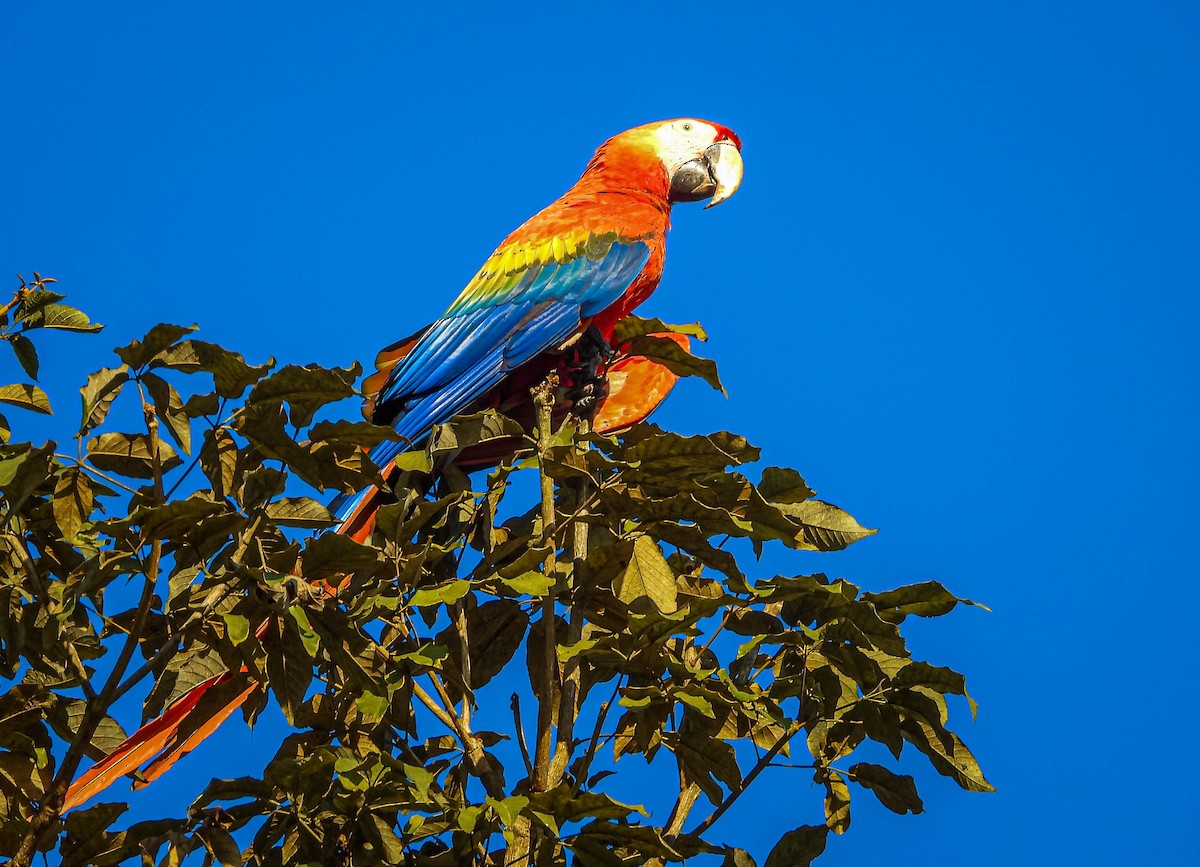 Scarlet Macaw - ML638294113