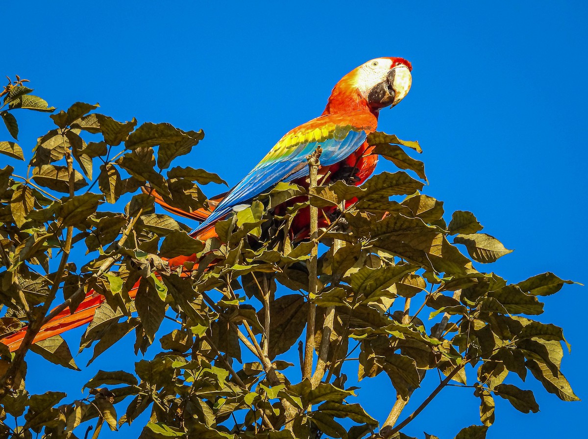 Scarlet Macaw - ML638294114