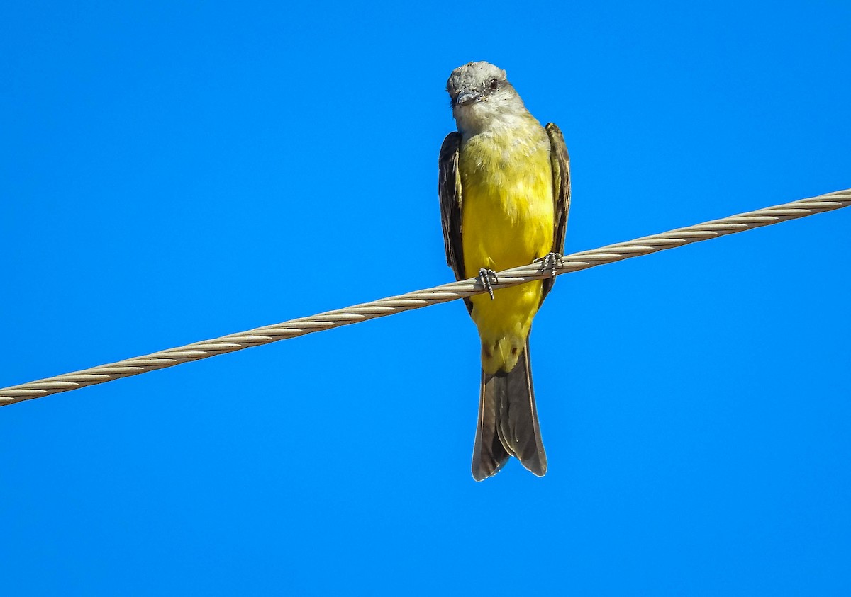 Tropical Kingbird - ML638294116
