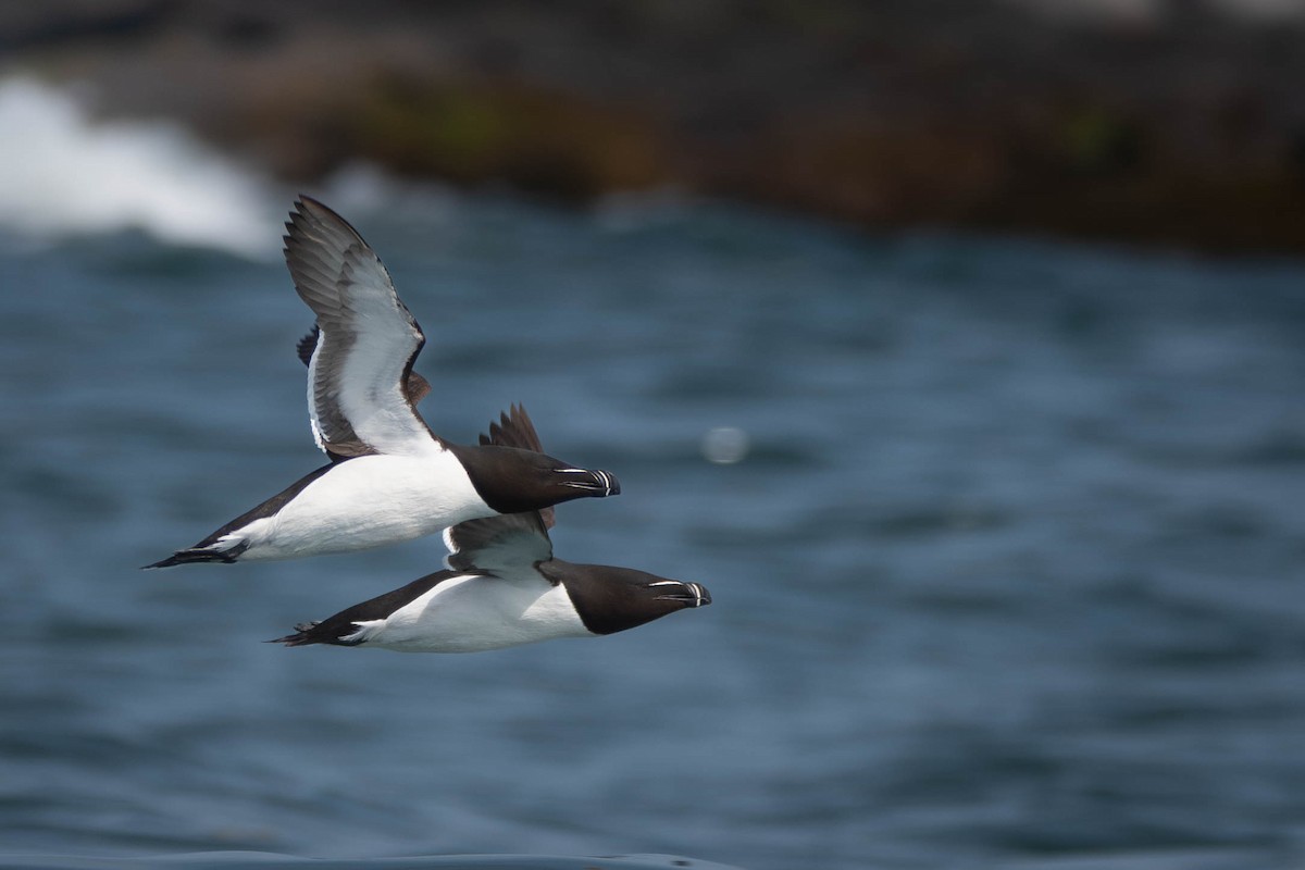 Razorbill - ML638294117