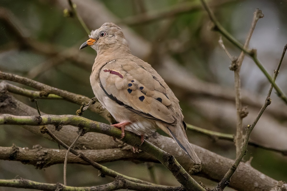 Croaking Ground Dove - ML638294120