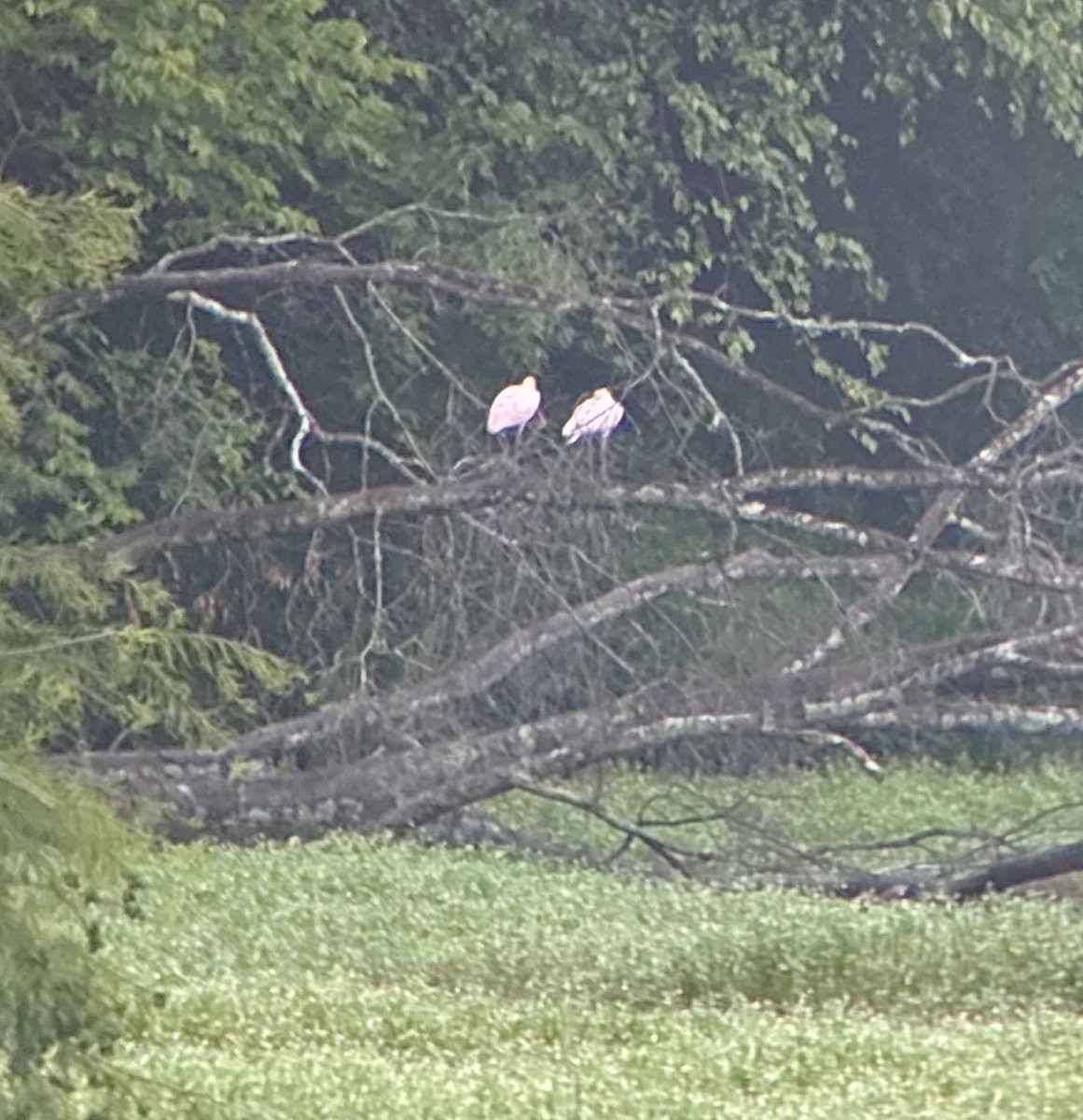 Roseate Spoonbill - ML638294125