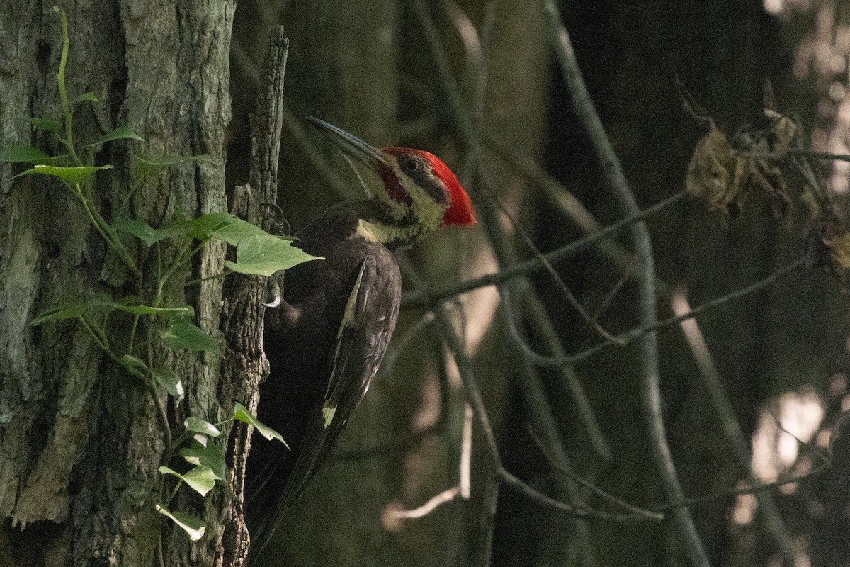 Pileated Woodpecker - ML638294126