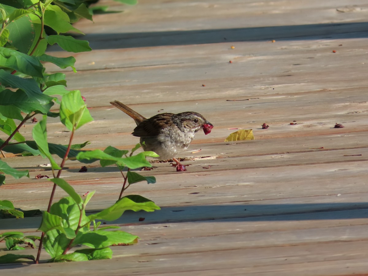 Swamp Sparrow - ML638294132
