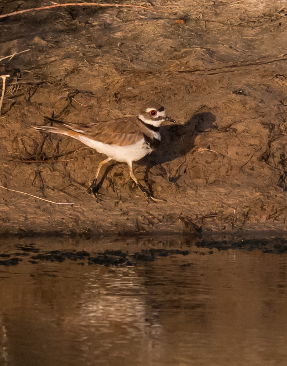 Killdeer - ML638294135