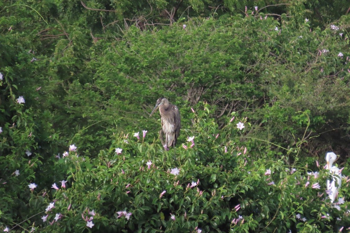 Great Blue Heron - ML638294139