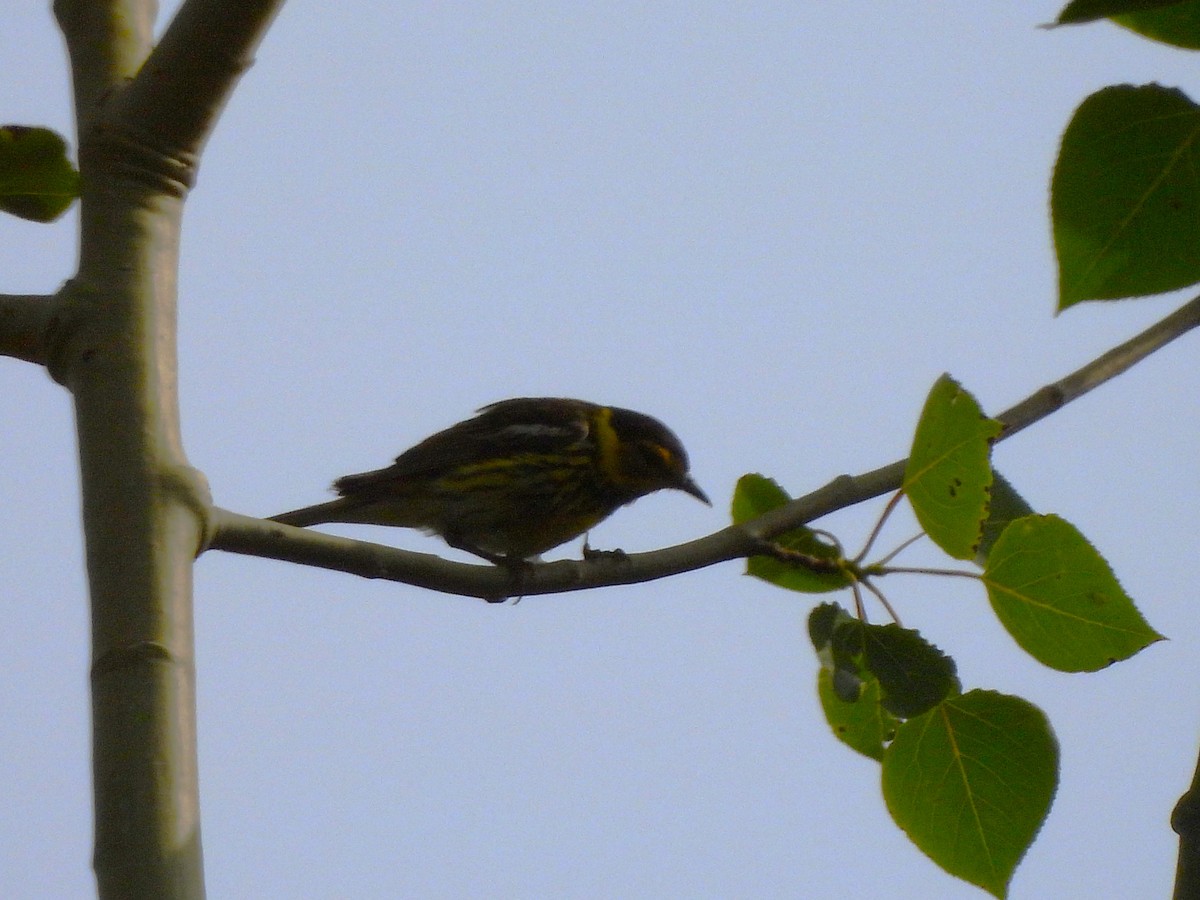 Cape May Warbler - ML638294141