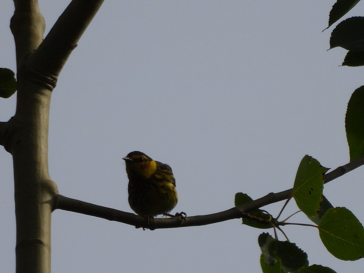 Cape May Warbler - ML638294152