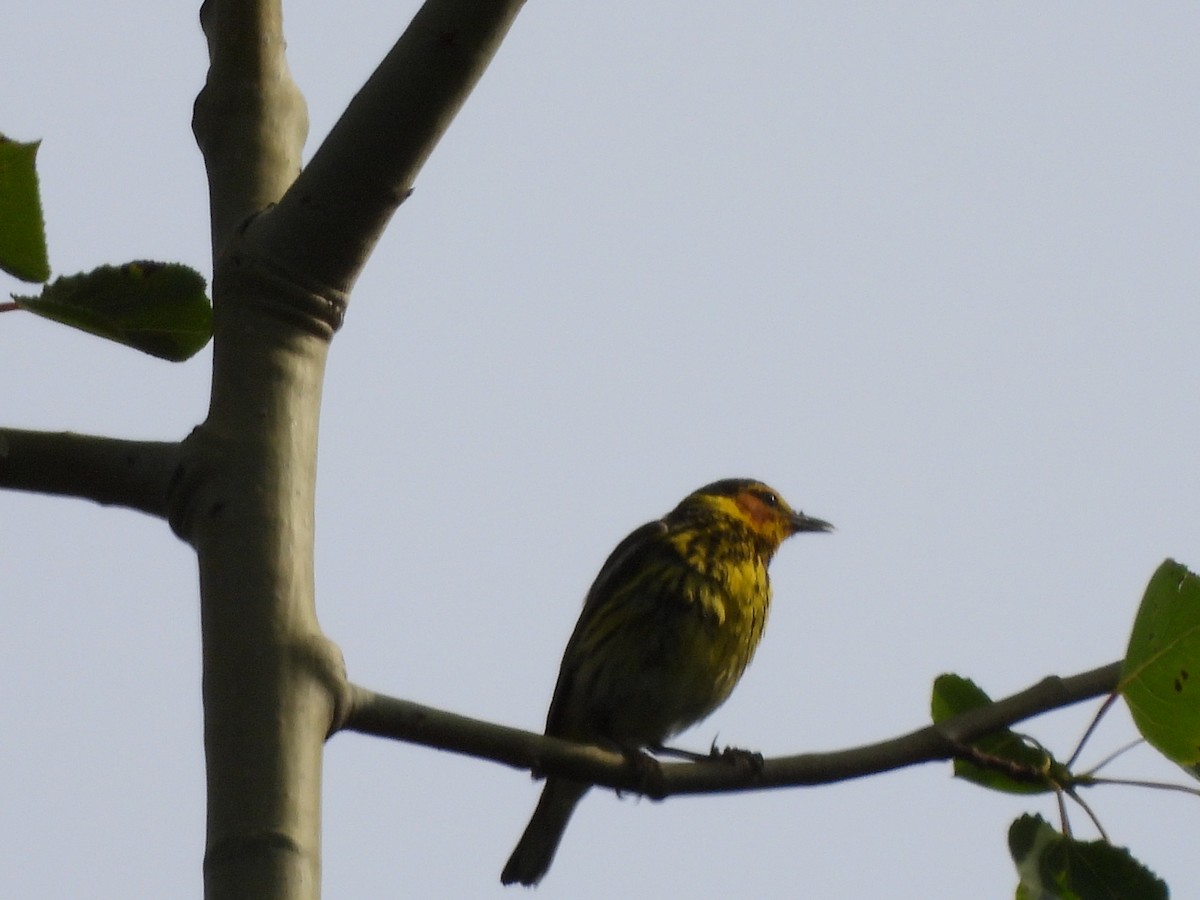 Cape May Warbler - ML638294153