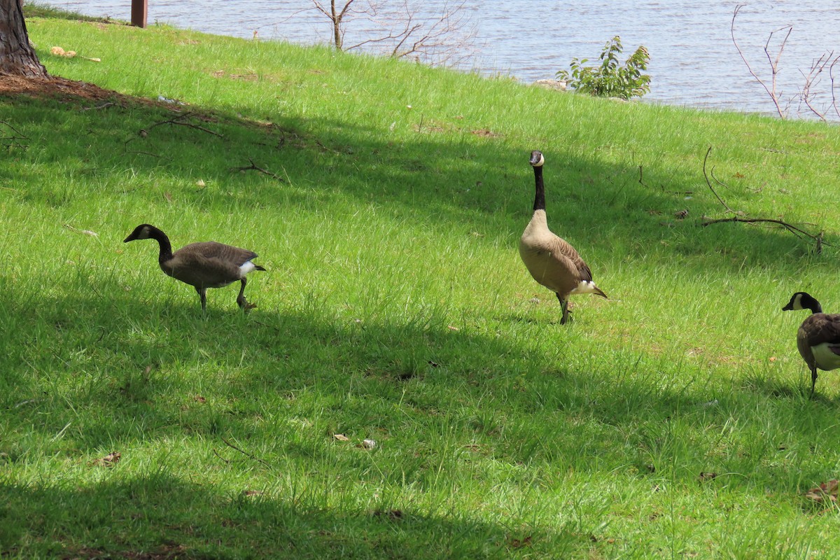 Canada Goose - ML638294154