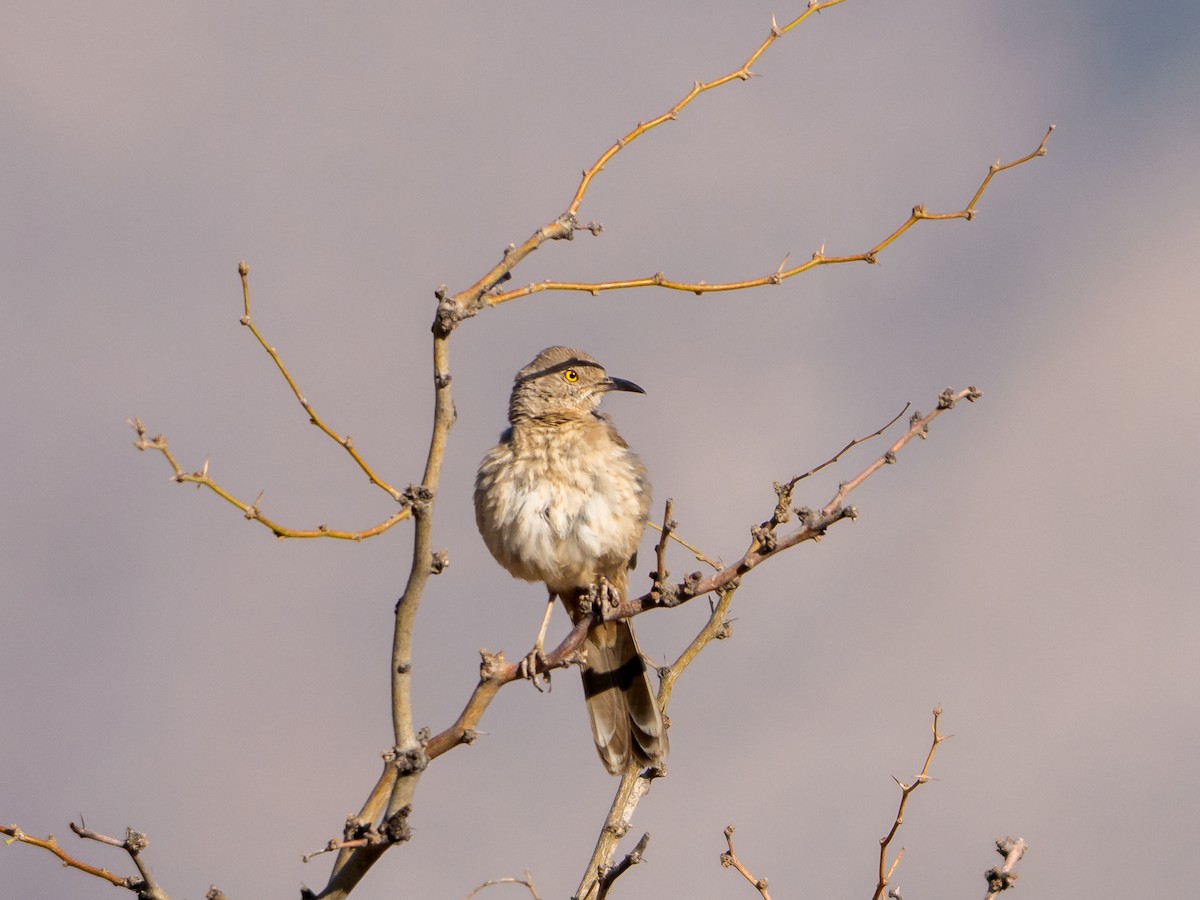 Bendire's Thrasher - ML638294155