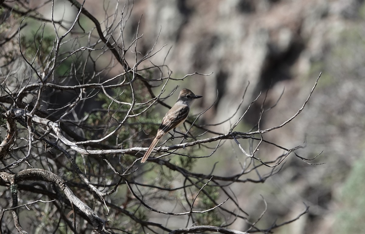 Western Wood-Pewee - ML638294170