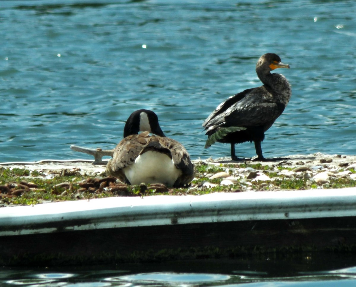 Cormorán Orejudo - ML638294171