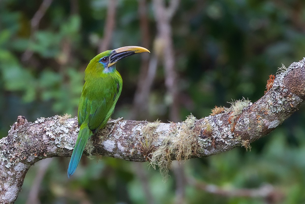 Groove-billed Toucanet - ML638294172