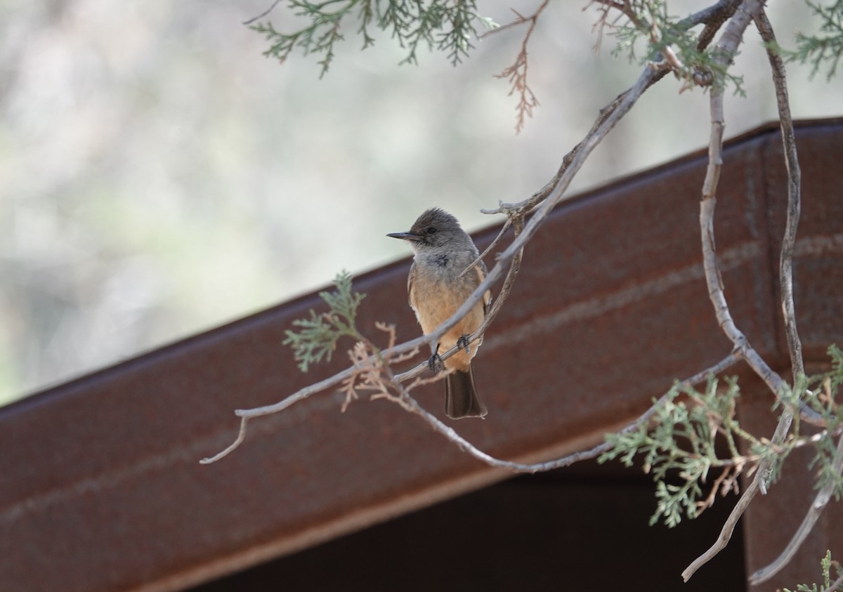 Say's Phoebe - ML638294173