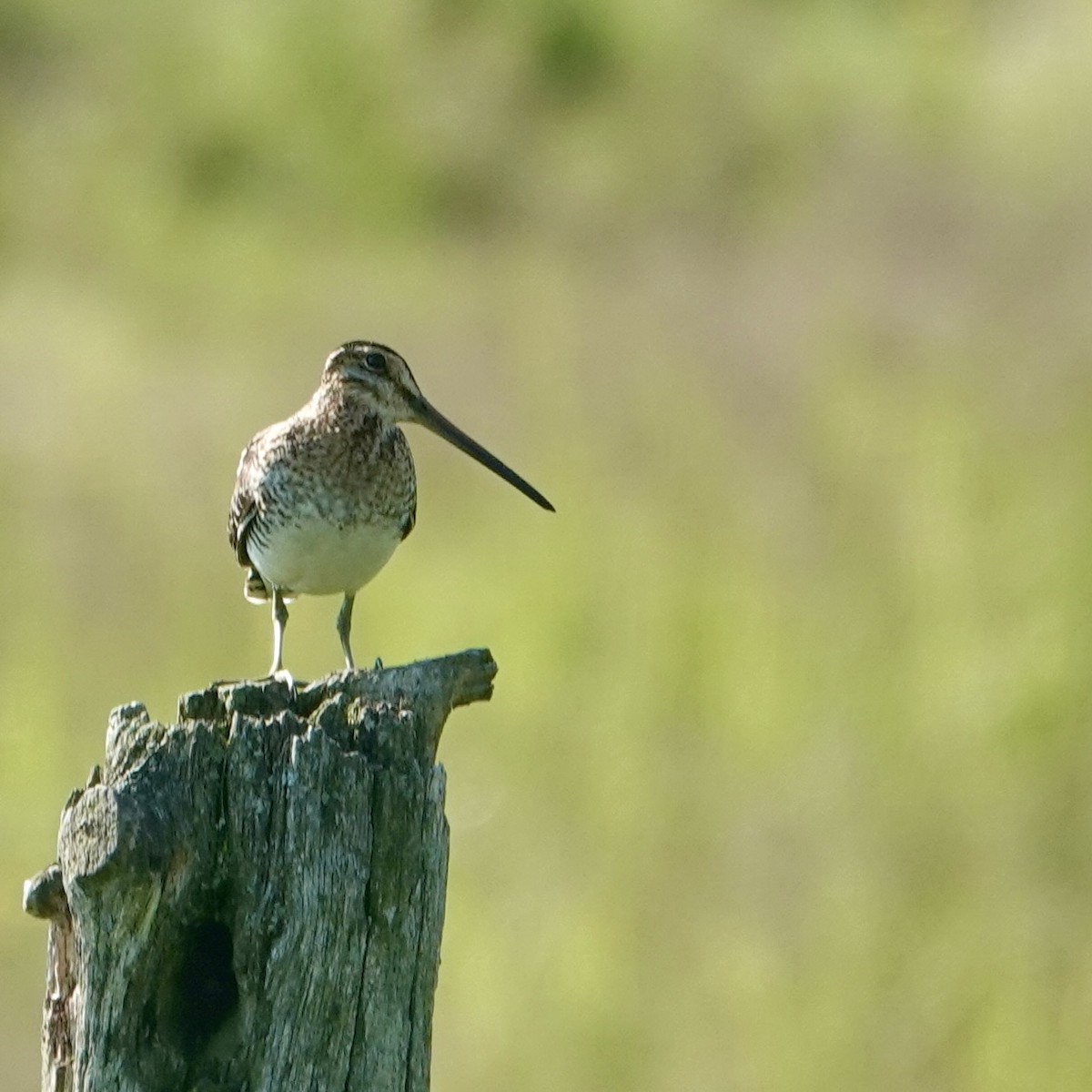 Wilson's Snipe - ML638294176