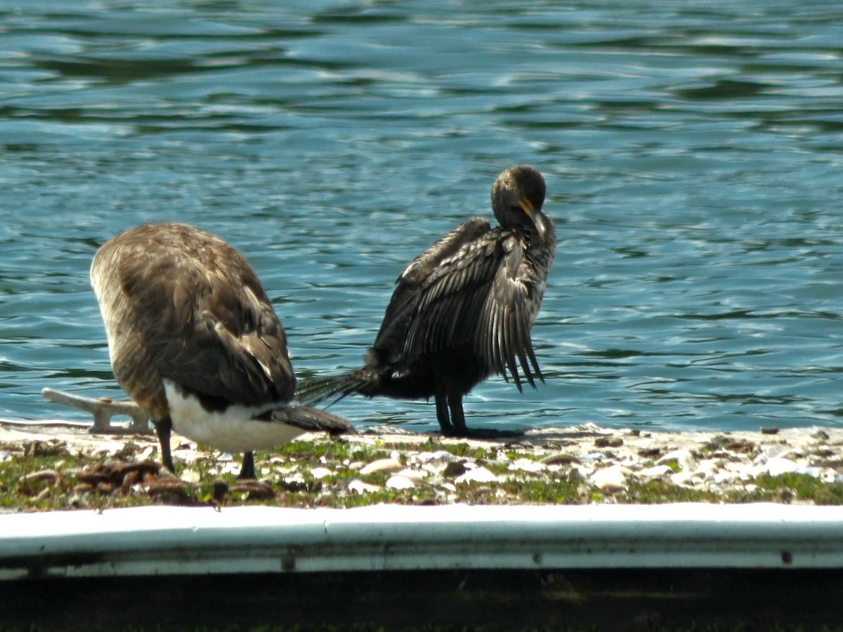Cormorán Orejudo - ML638294177