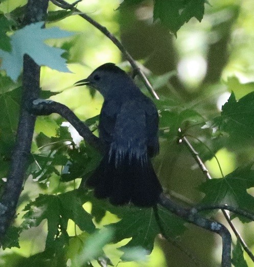 Gray Catbird - ML638294179