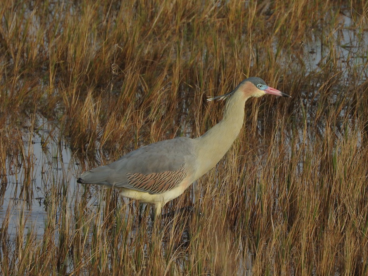 Whistling Heron - ML638294185