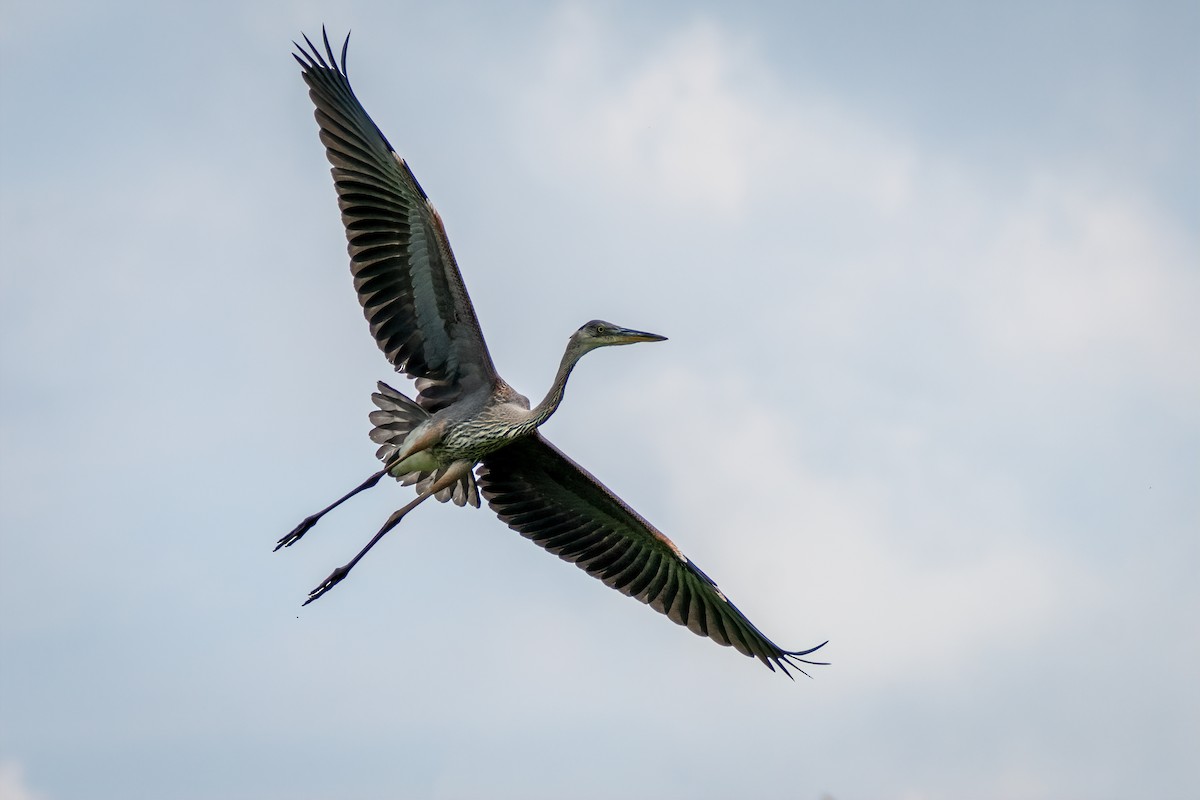 Great Blue Heron - ML638294187