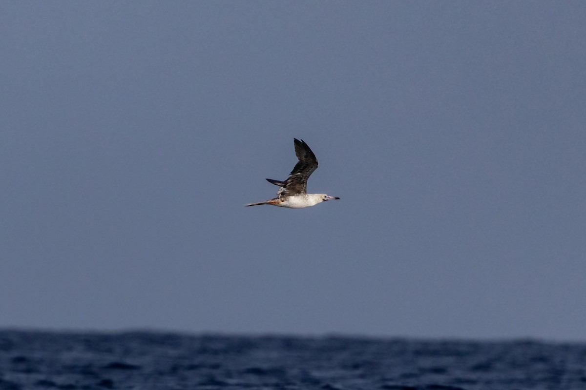 Red-footed Booby - ML638294189
