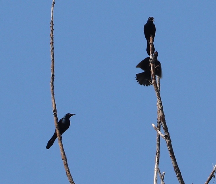 Common Grackle - ML638294191