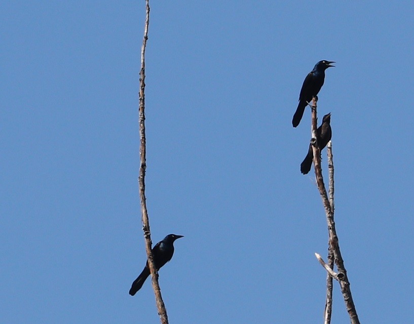 Common Grackle - ML638294192