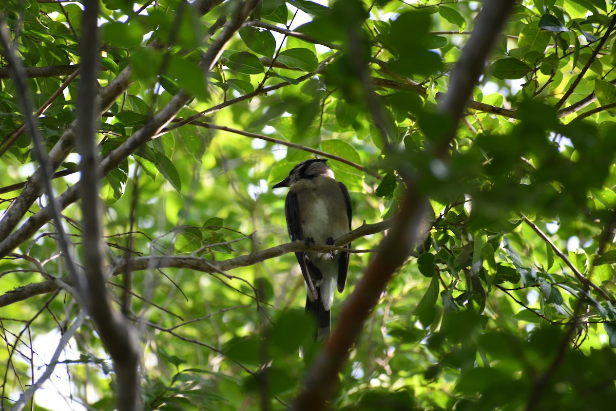 Blue Jay - ML638294194