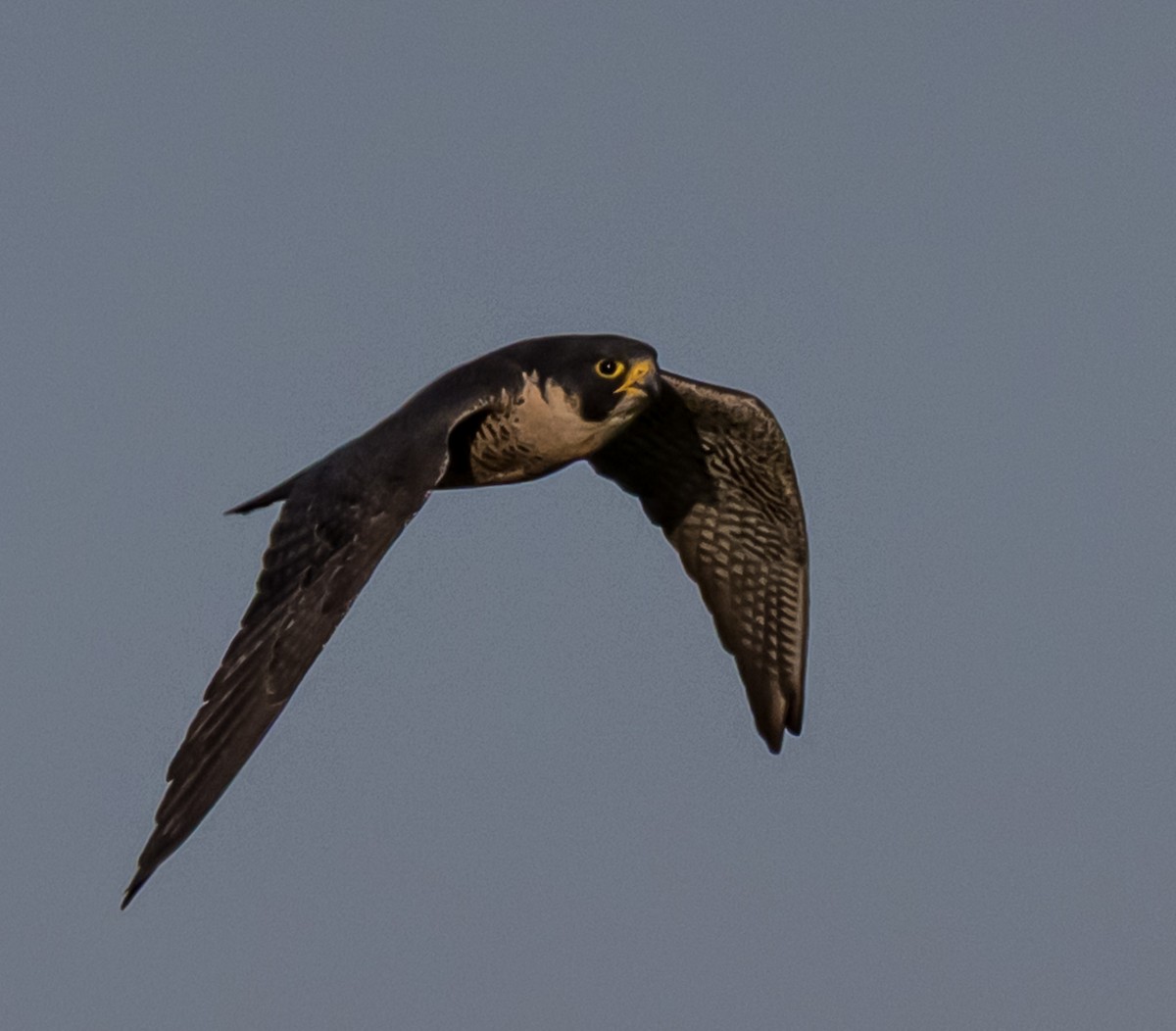 American Kestrel - ML638294199