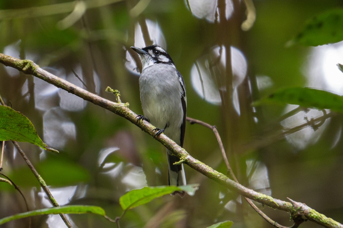 White-eared Monarch - ML638294231