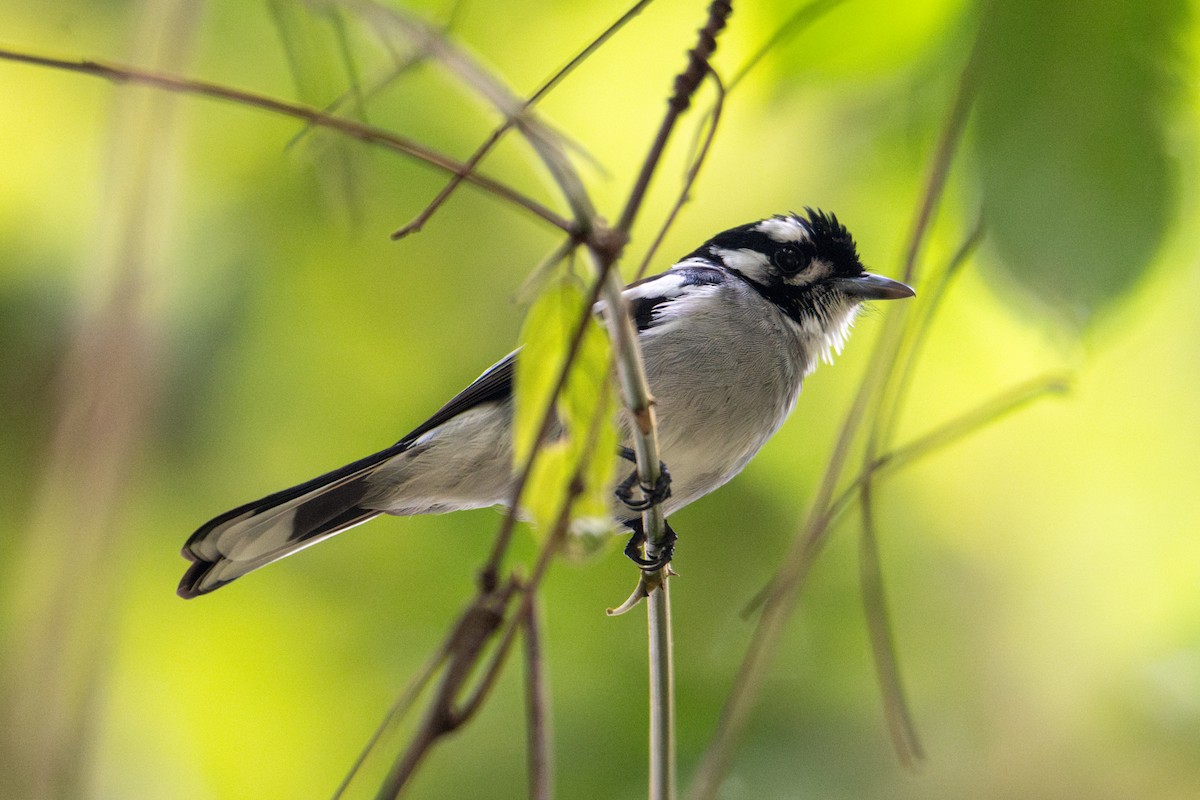 White-eared Monarch - ML638294232