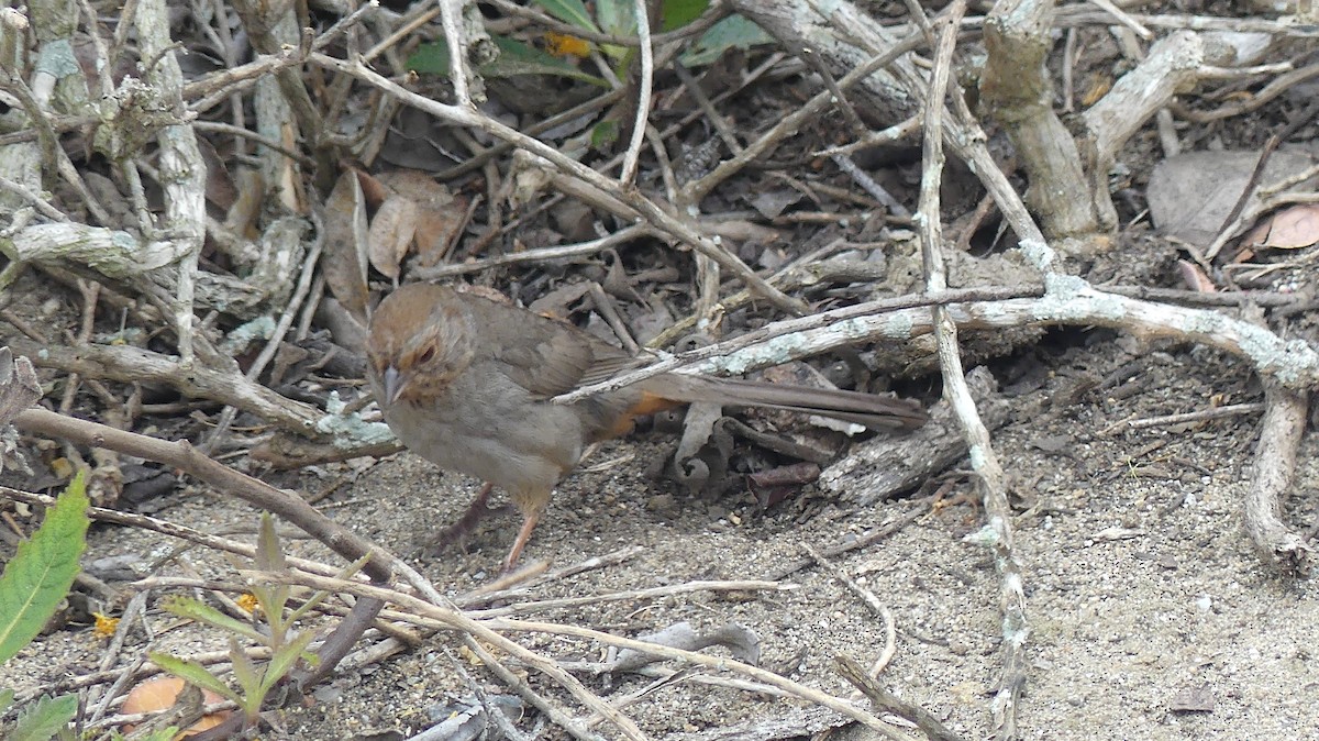 California Towhee - ML638294235