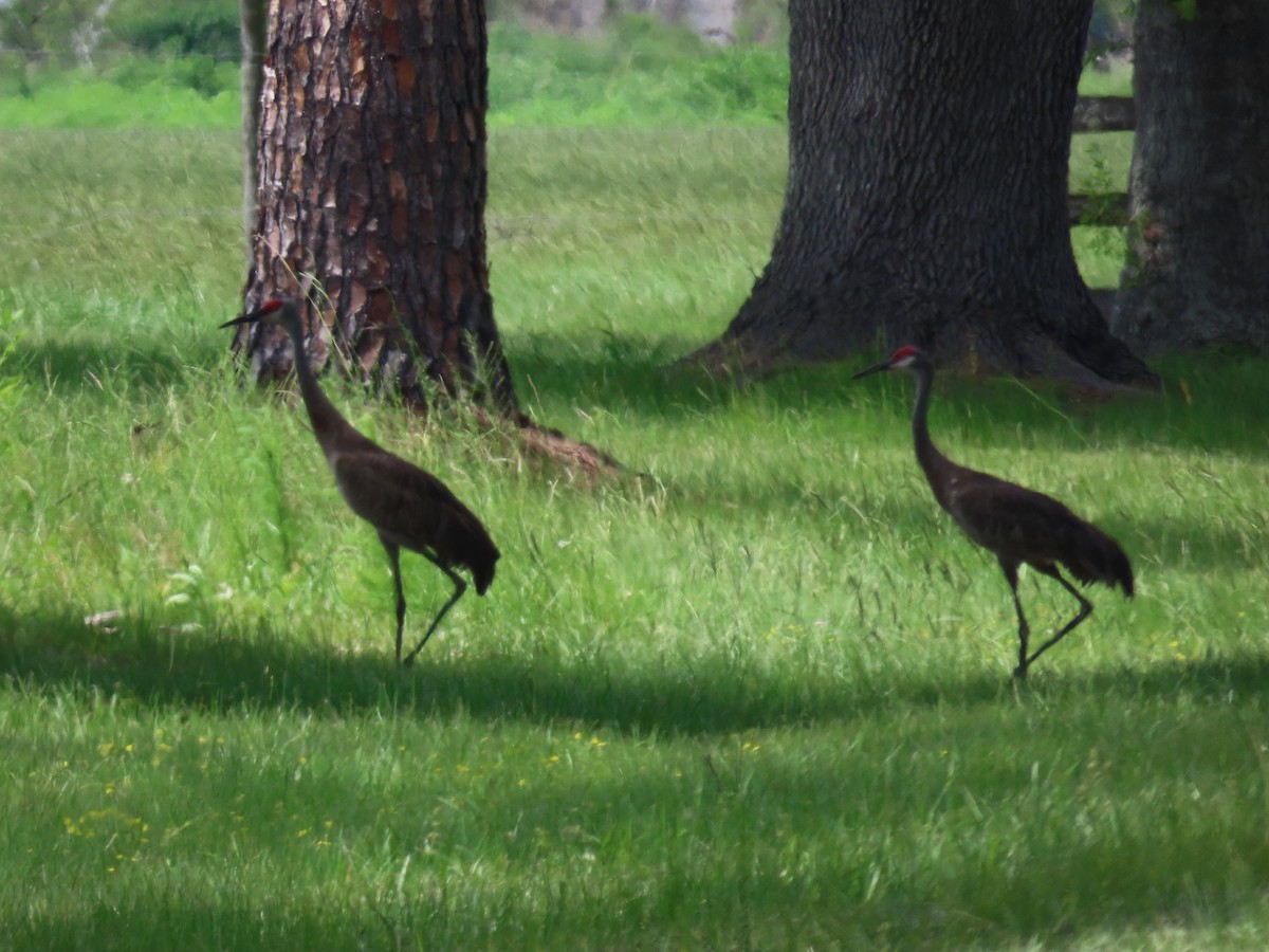 Sandhill Crane - ML638294242