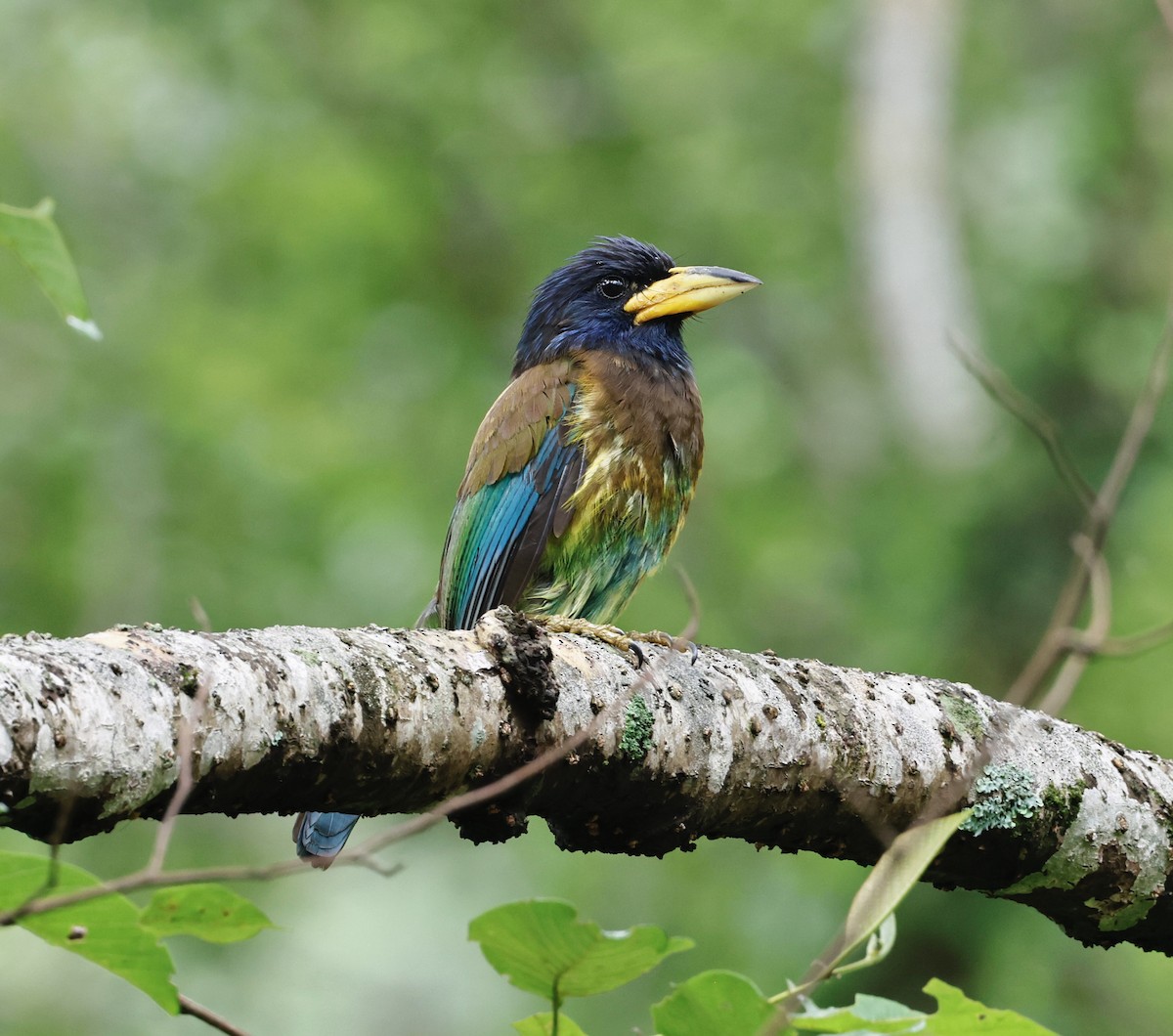 Great Barbet - ML638294244