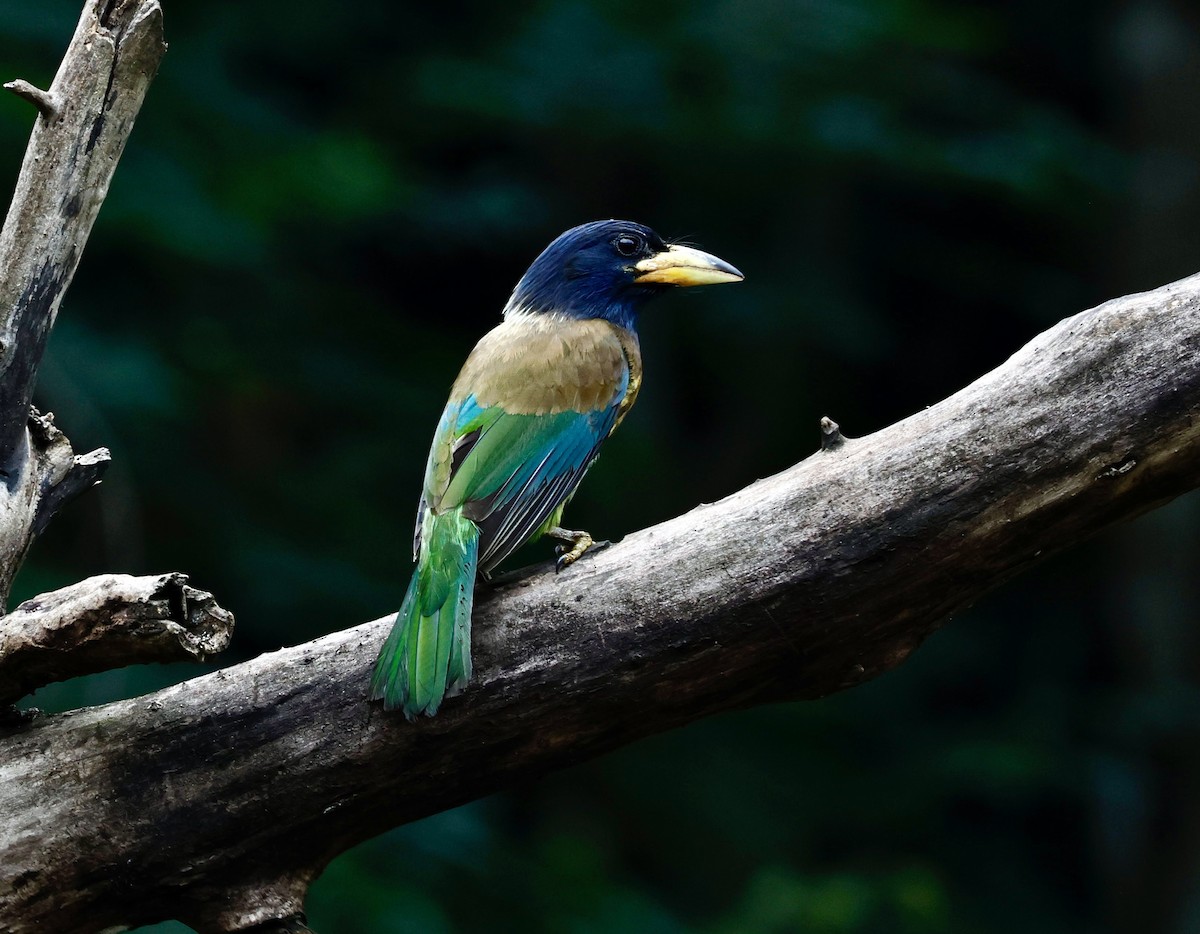 Great Barbet - ML638294245