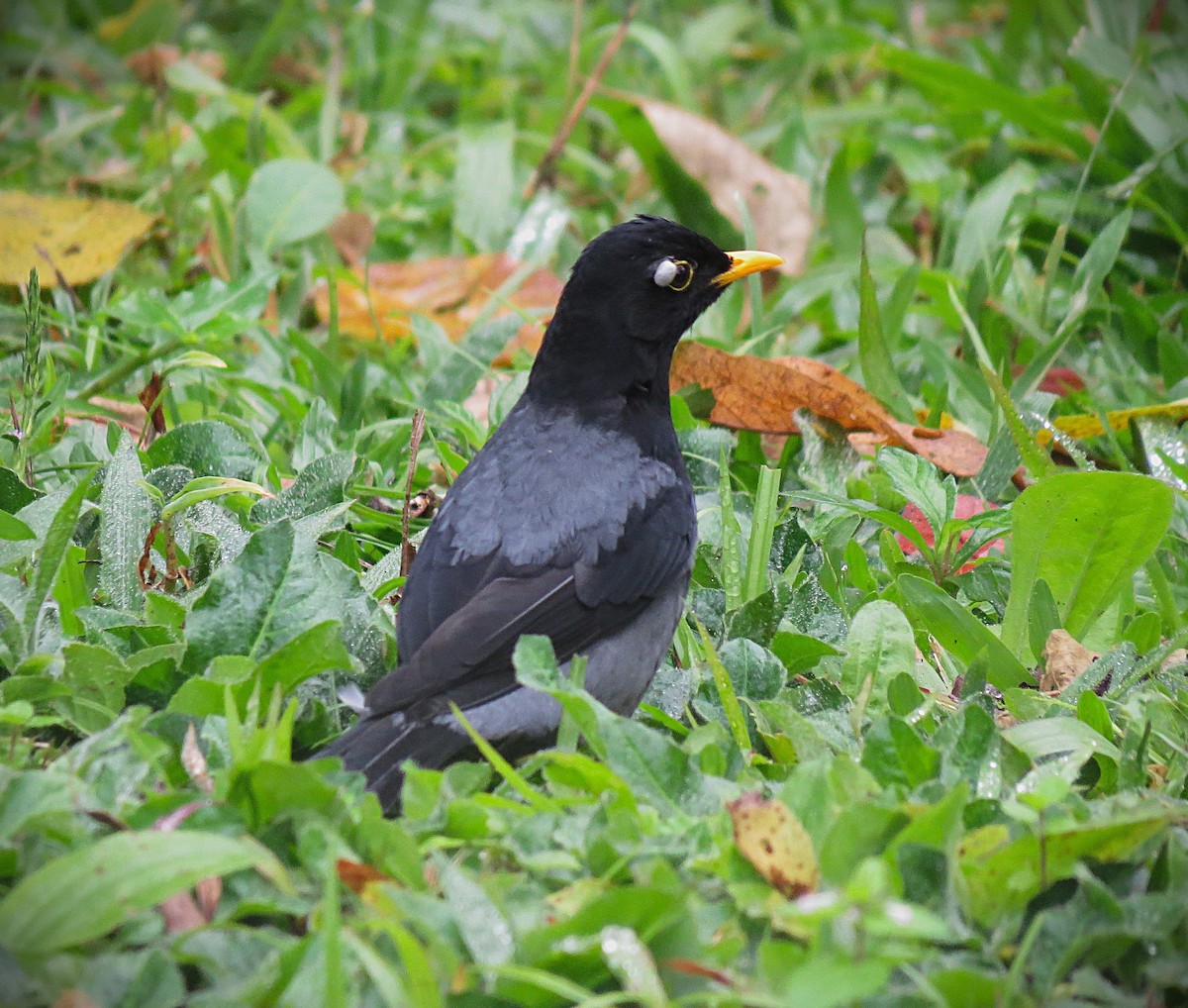 Yellow-legged Thrush - ML638294250
