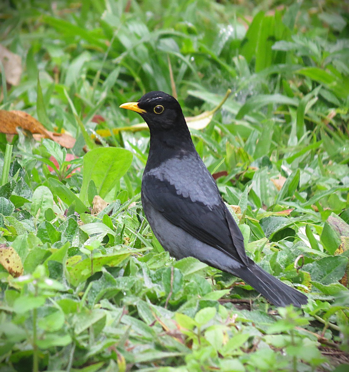 Yellow-legged Thrush - ML638294251