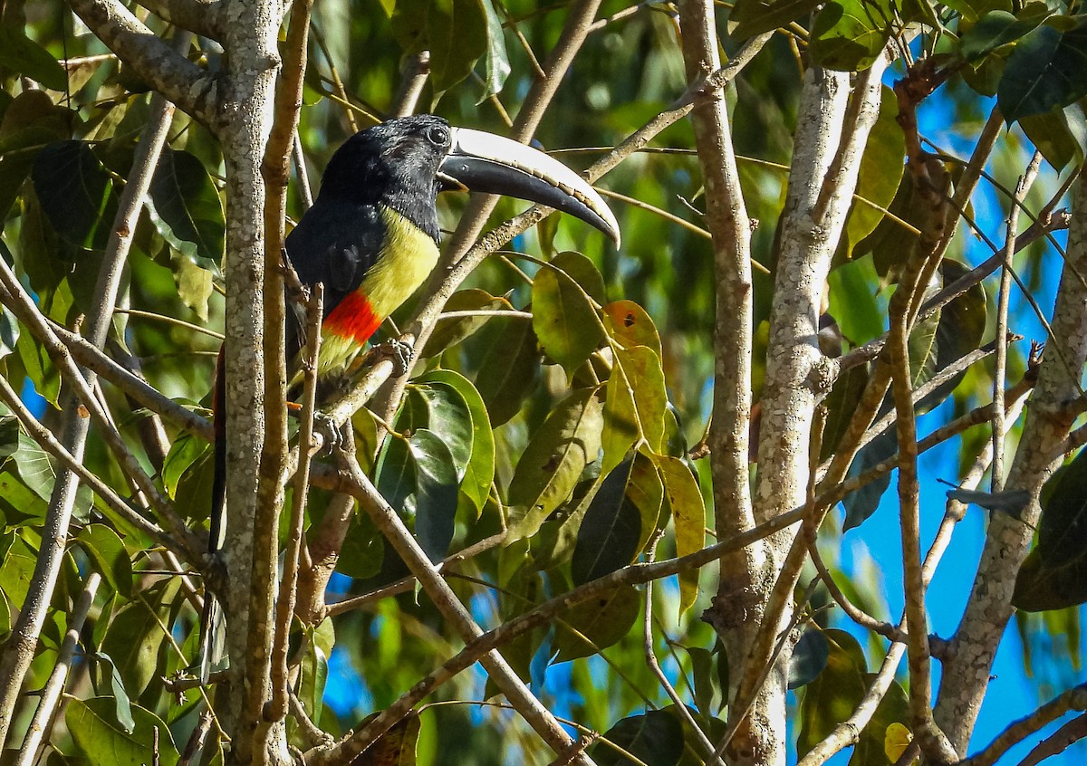 Black-necked Aracari - ML638294252