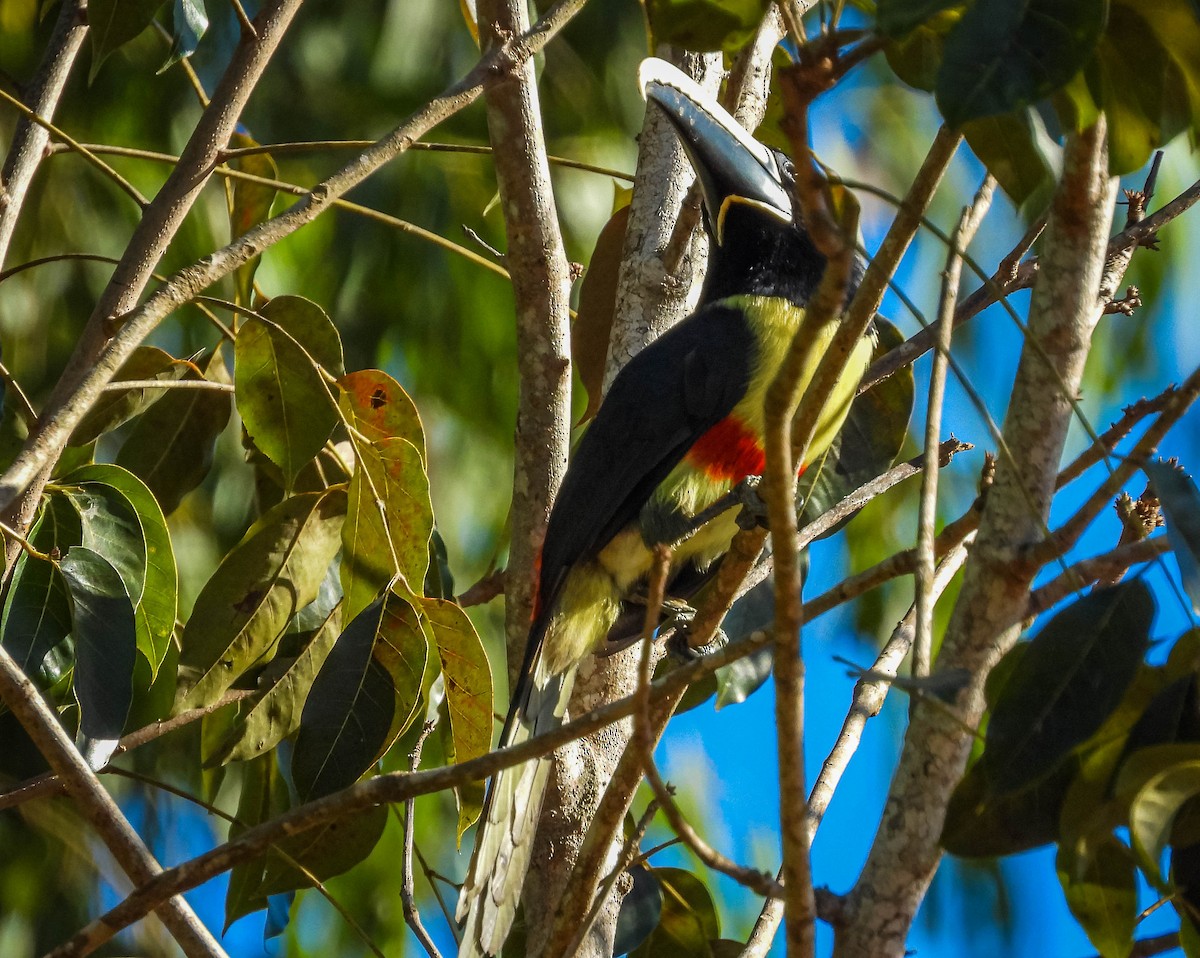 Black-necked Aracari - ML638294253