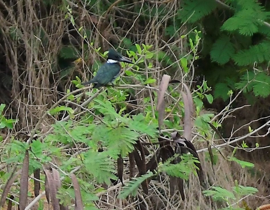 Green Kingfisher - ML638294255