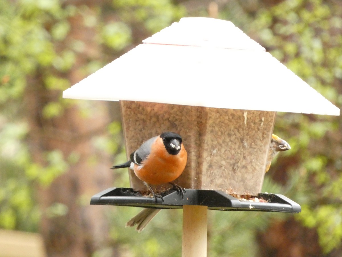 Eurasian Bullfinch - ML638294256