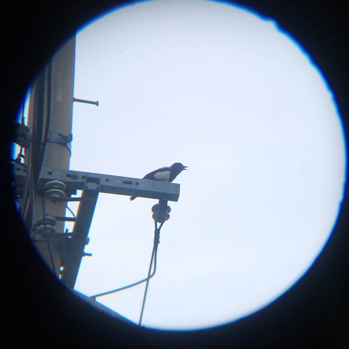 Oriental Magpie - ML638294264