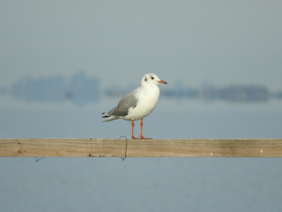 Brown-hooded Gull - ML638294267