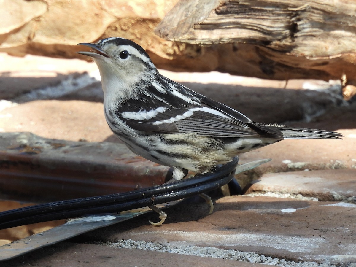 Black-and-white Warbler - ML638294269