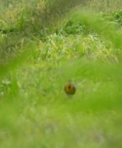 Eastern Meadowlark - ML638294272