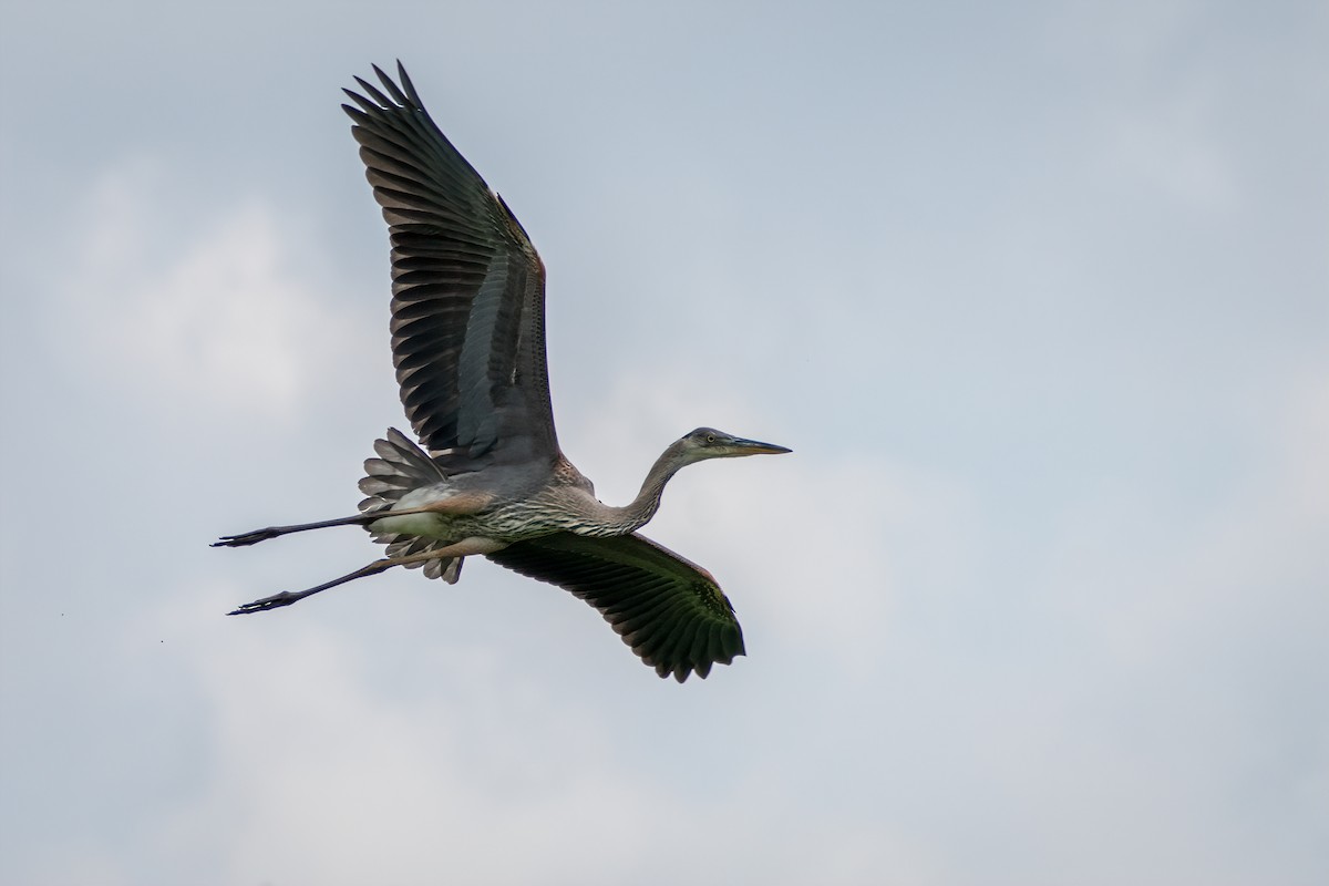 Great Blue Heron - ML638294276
