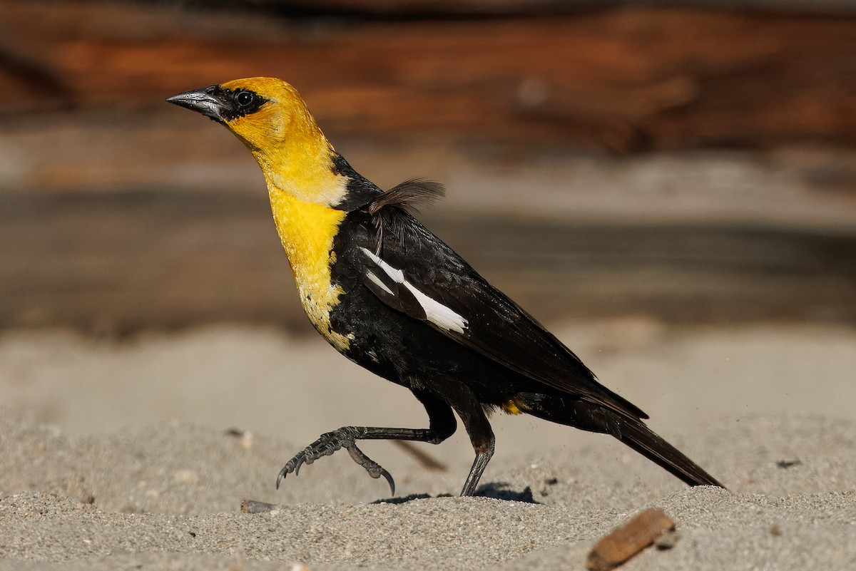 Yellow-headed Blackbird - ML638294277