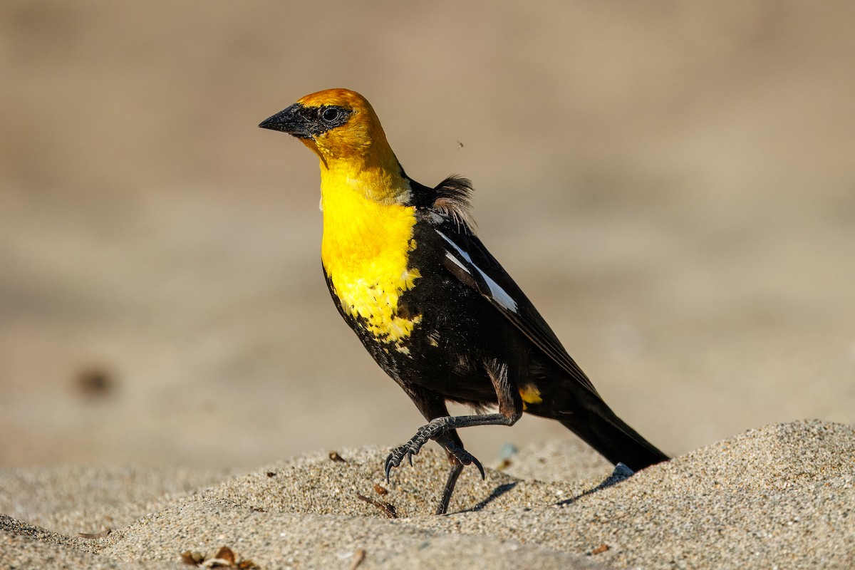 Yellow-headed Blackbird - ML638294278